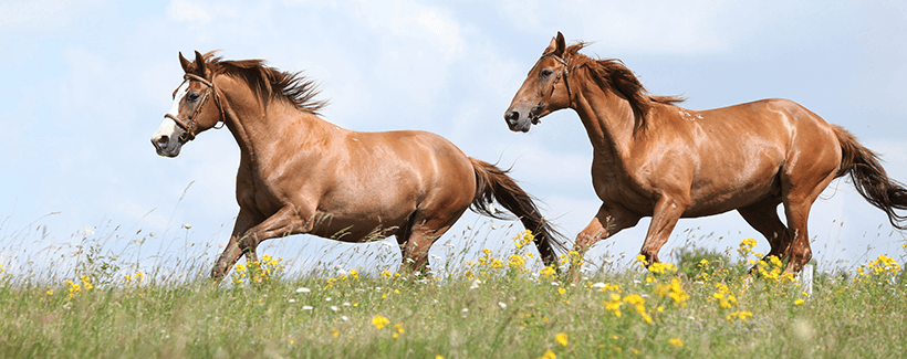 15-strategies-to-prevent-heat-stroke-in-horses